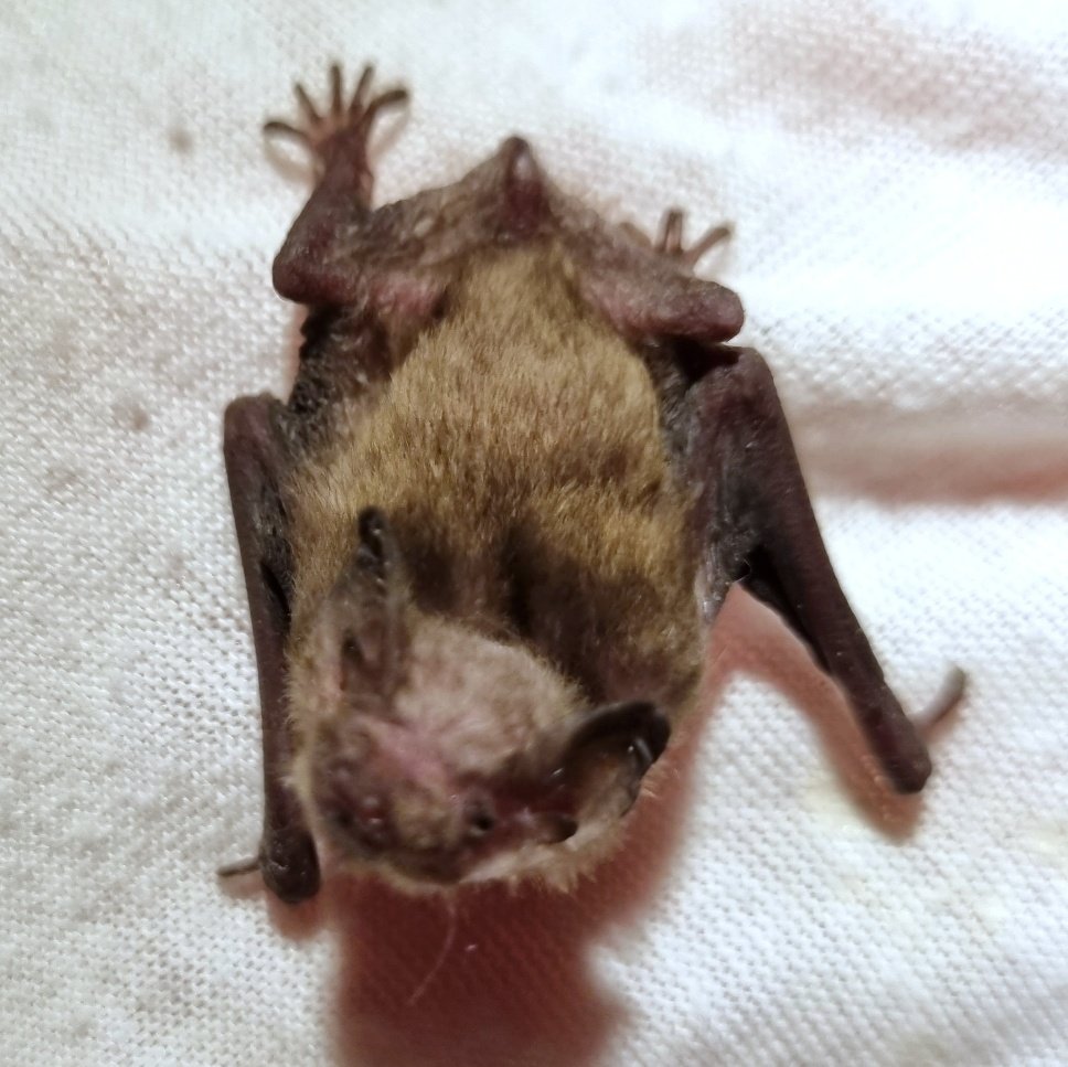 They grow up so fast 🥲 #PipPup #BatCare