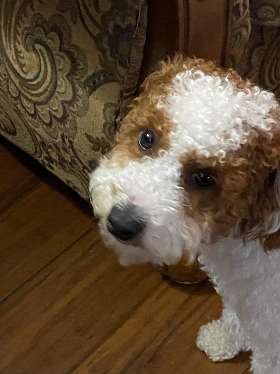 MurphyKamikawa's tweet photo. Someone name @Coach_Witter called my owner and asked why he started me a Twitter account. I said, "Why not? Is he prejudice against dogs?" He said, "No, he owns one." So all is good. #DogTruth https://t.co/82uwngQrJA