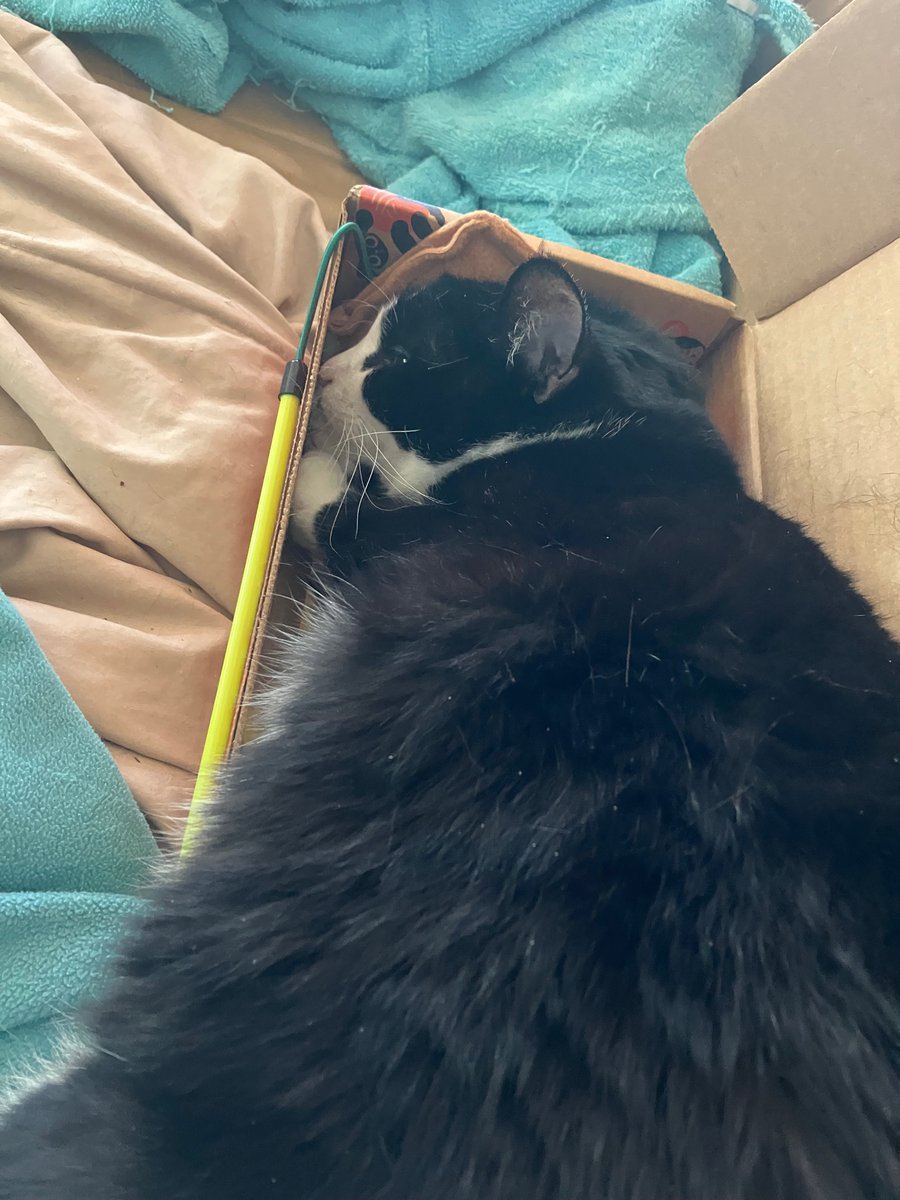 JenShelton1's tweet photo. @DaynaECopeland Here are three sweet kitties for your sweetie: Jake, Archie, and Meimei. https://t.co/6vobddZWiC