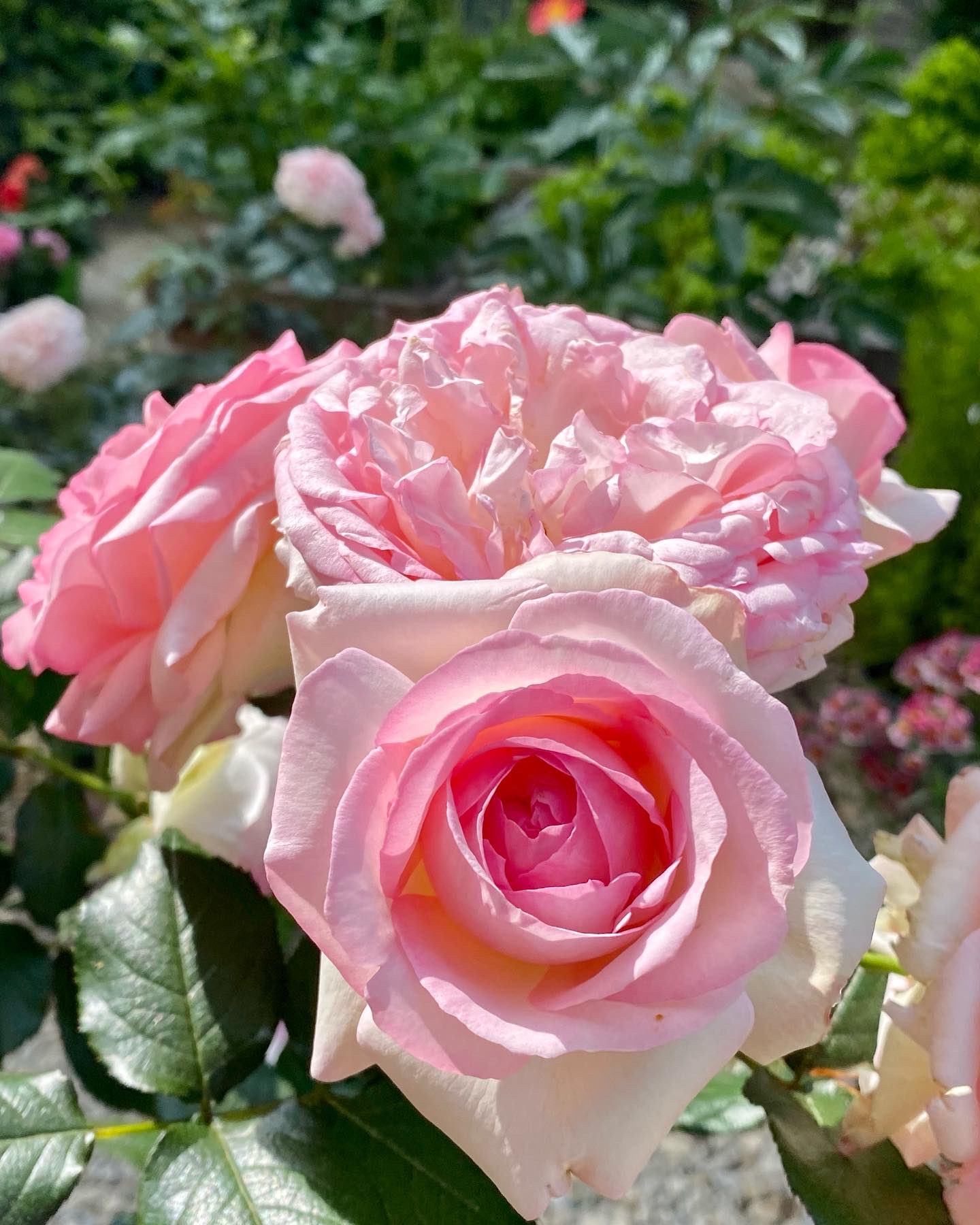 Matthias Meilland Meilland Roses Twitter
