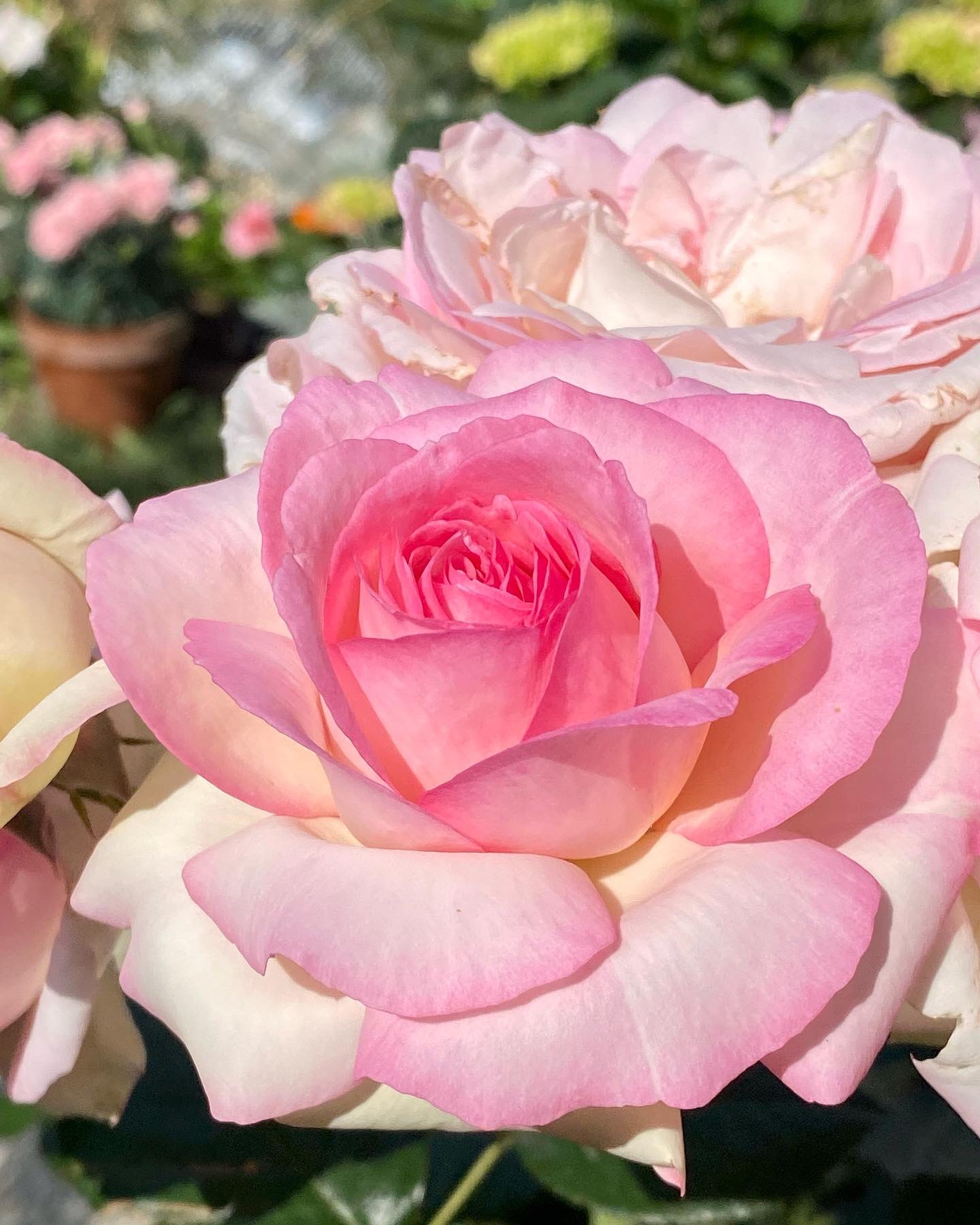 Matthias Meilland Meilland Roses Twitter