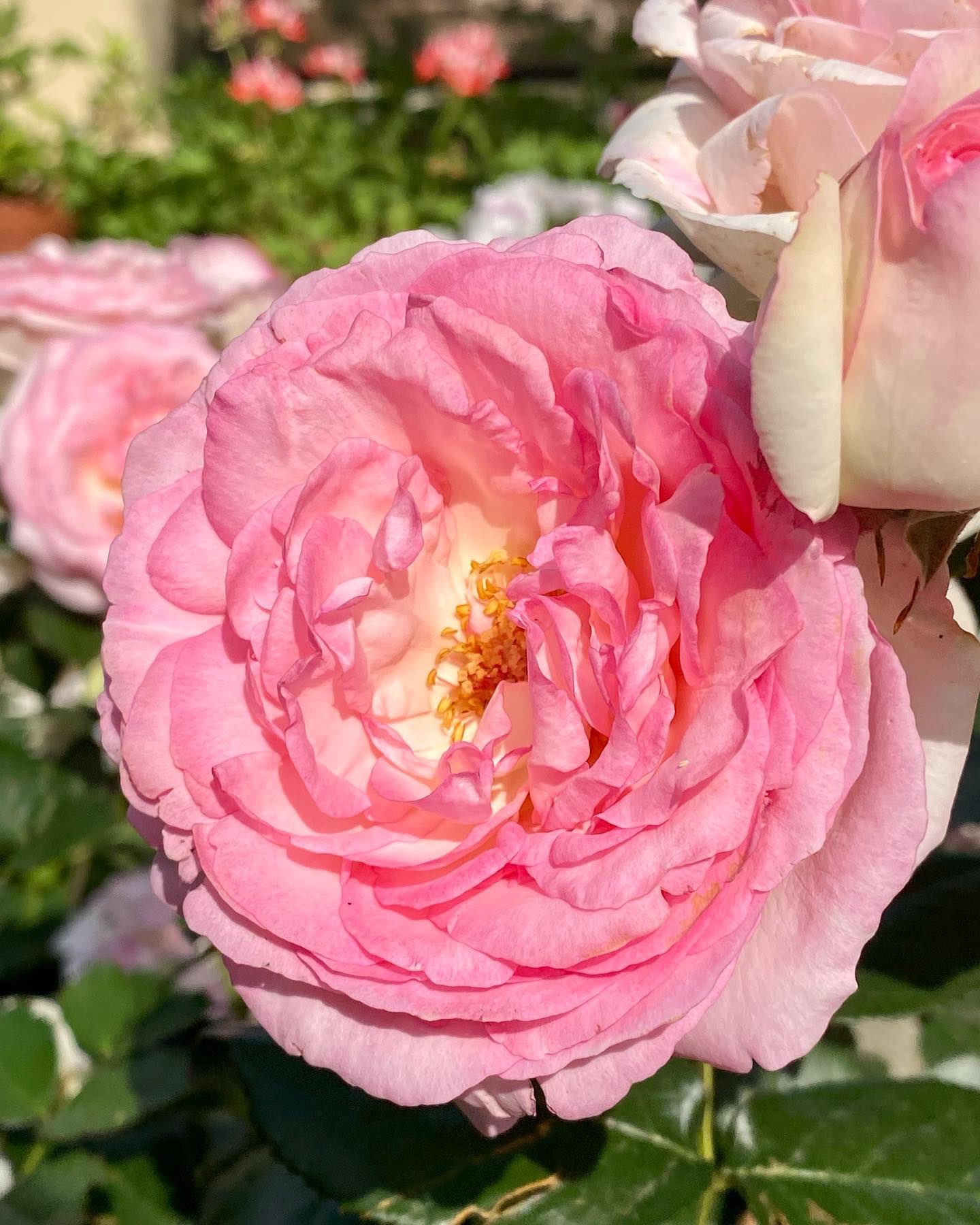Matthias Meilland Meilland Roses Twitter