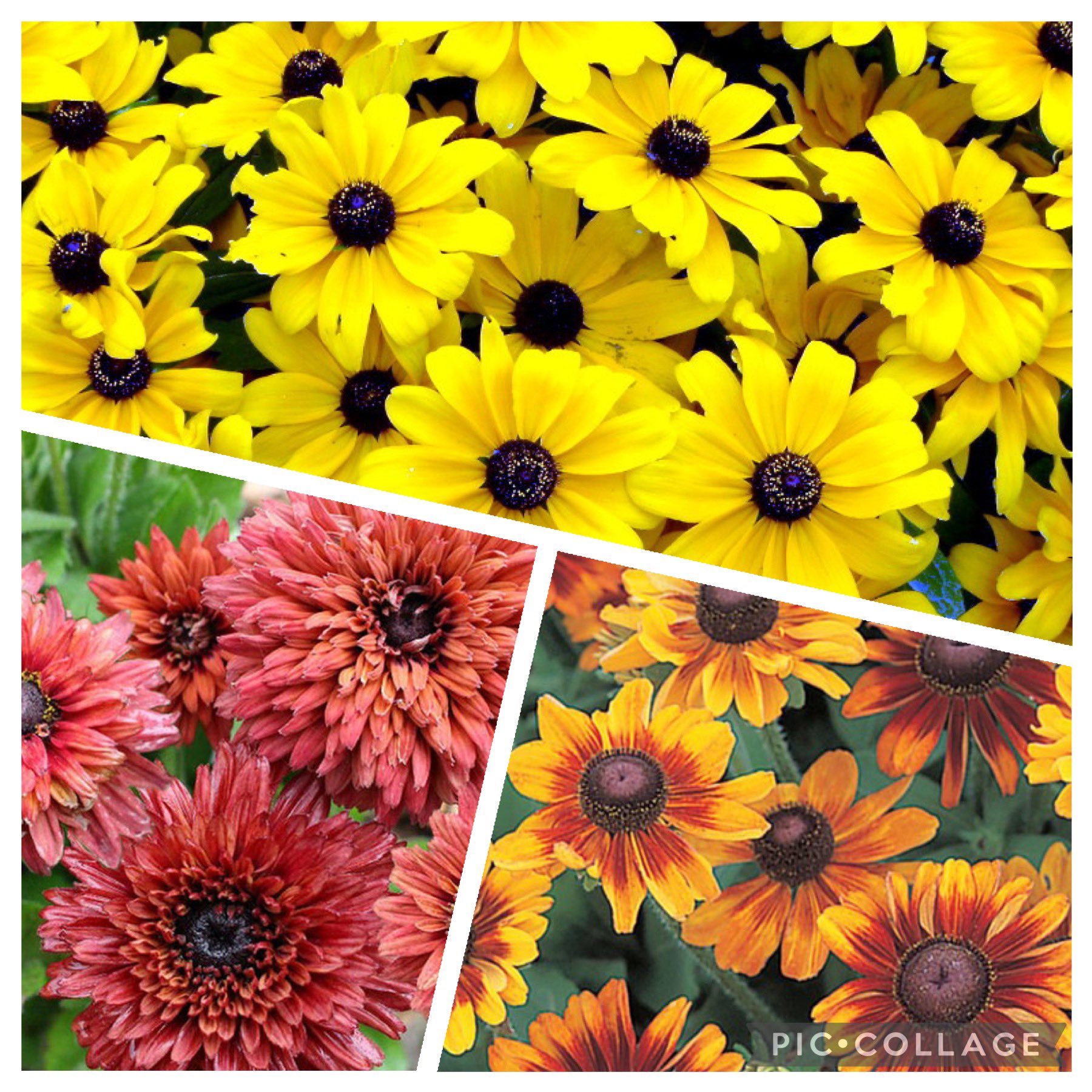 تويتر ヒロミ على تويتر 皆さんおはようございます 7月21日の誕生花 ルドベキア 花言葉 正義 公平 あなたを見つめる ルドベキア の由来 偉い学者さんを 讃えるために命名された あなたを見つめる は 中央の盛り上がりが暗褐色の 瞳のように