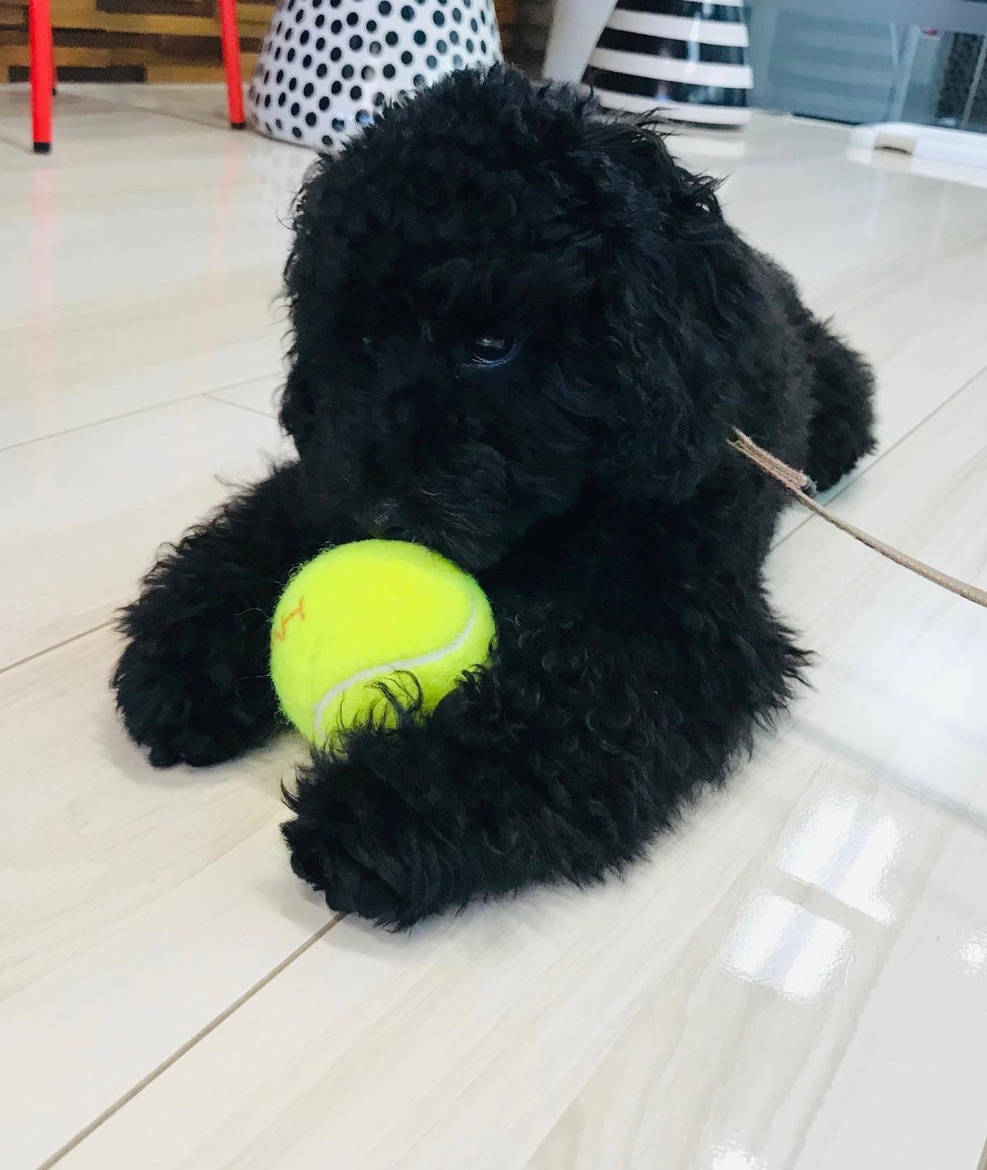 愛犬の床 フロアコーティング Al Twitter ショールームご来場のワンちゃんの紹介です トイプードルのチルちゃん 毛色が黒いので チルちゃんのかわいさを伝えられるよう 撮影に苦労 チルちゃんの可愛さ 伝わりますか ショールームでは元気に
