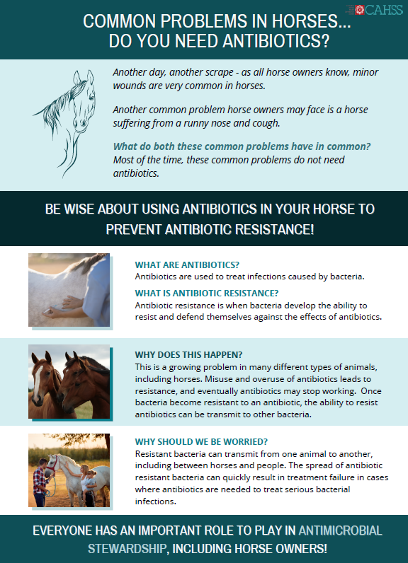 Common Problems in #Horses... Do you Need Antibiotics? A new #infographic from #CAHSS #Equine network describes how common problems like snotty noses and minor wounds do not need #antibiotics. Download and share the infographic here: bit.ly/3oBBebr #AMU #AMR
