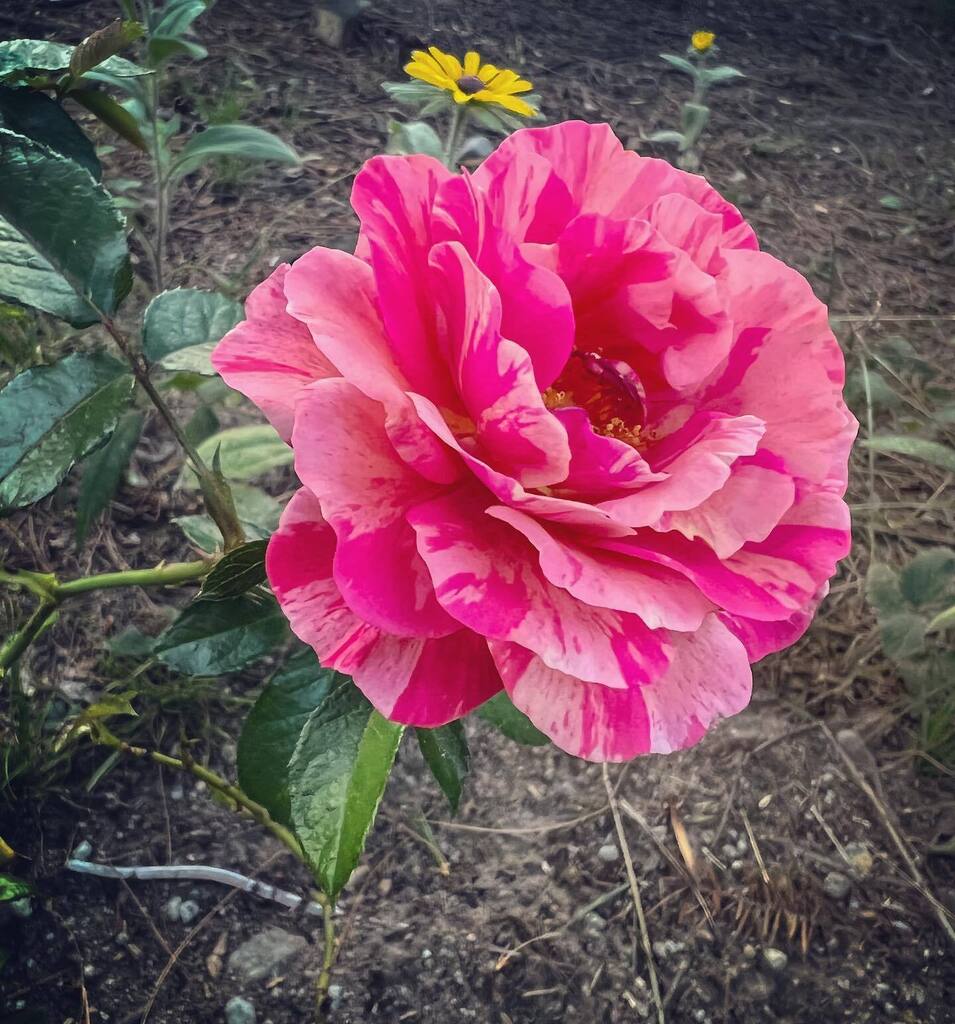 adrndack's tweet image. Welcome to the team, Frida 🌹#fridakahlo #heirloomroses #adirondacks #flowergarden #zone4b instagr.am/p/CgQJzqVpx4E/