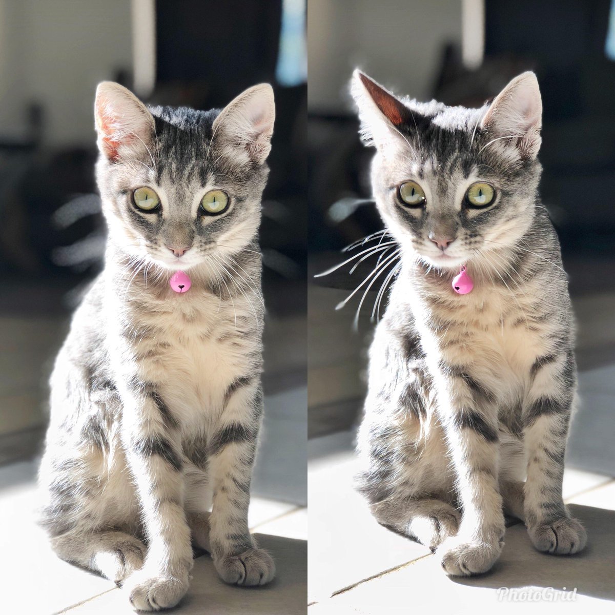 It’s International Cat day!! Here’s Mochi
#Cats #Cat #Kittens #Kitten #Kitty #Pets #Pet #Meow #Moe #CuteCats #CuteCat #CuteKittens #CuteKitten #MeowMoe
https://t.co/Xv9KC8C9I2 https://t.co/30nr7EReFc