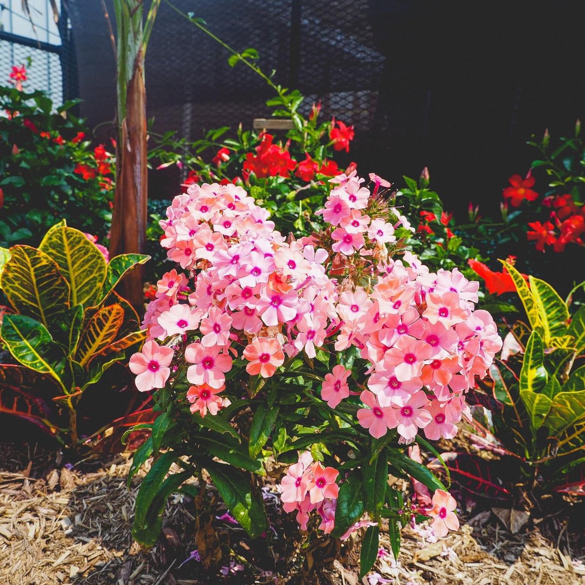 Homestead_Chi's tweet image. Garden check 😍 at #HomesteadOnTheRoof