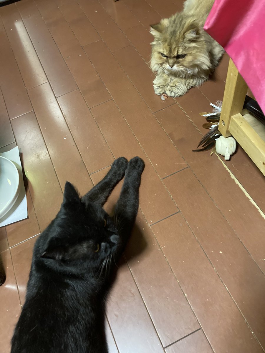 Catteria Cloud Nine キャッテリアクラウドナイン 大阪にある猫カフェ 子猫のへや