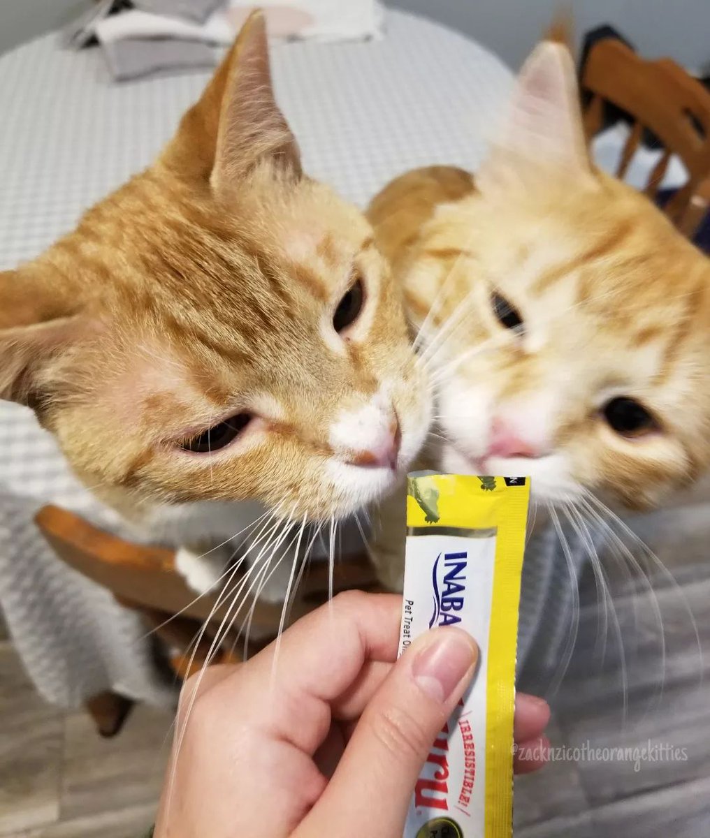InabaChuru's tweet photo. Wait your turn!
๐ธ: zacknzicotheorangekitties on IG
#whiskerwednesday #churulover #treatsplease #sharingiscaring #orangekitties #gingercats #gingercatsofinstagram #gingerfloofs #gingerfloofsofinstagram #furbrothers https://t.co/tCRRndYIZx