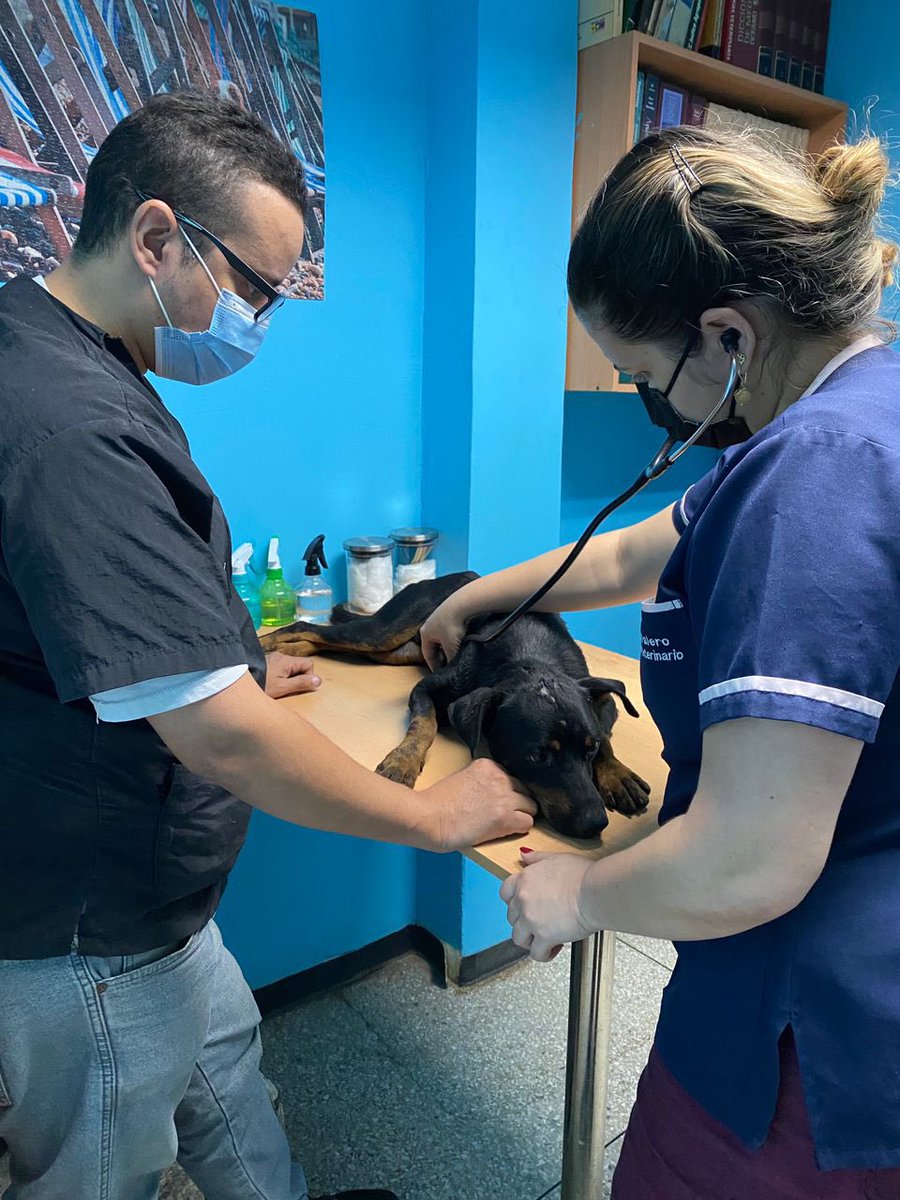 ProyectoDumbo's tweet photo. Este perrito fue tirado en una canal por un motorizado, una chica lo vio y se lo llevo, lo estamos asumiendo, se quedó hospitalizado necesita más exámenes mañana, tiene traumatismos, debemos $145 en la clínica, por favor ayúden 🙏🏼 https://t.co/RWabWsemb2