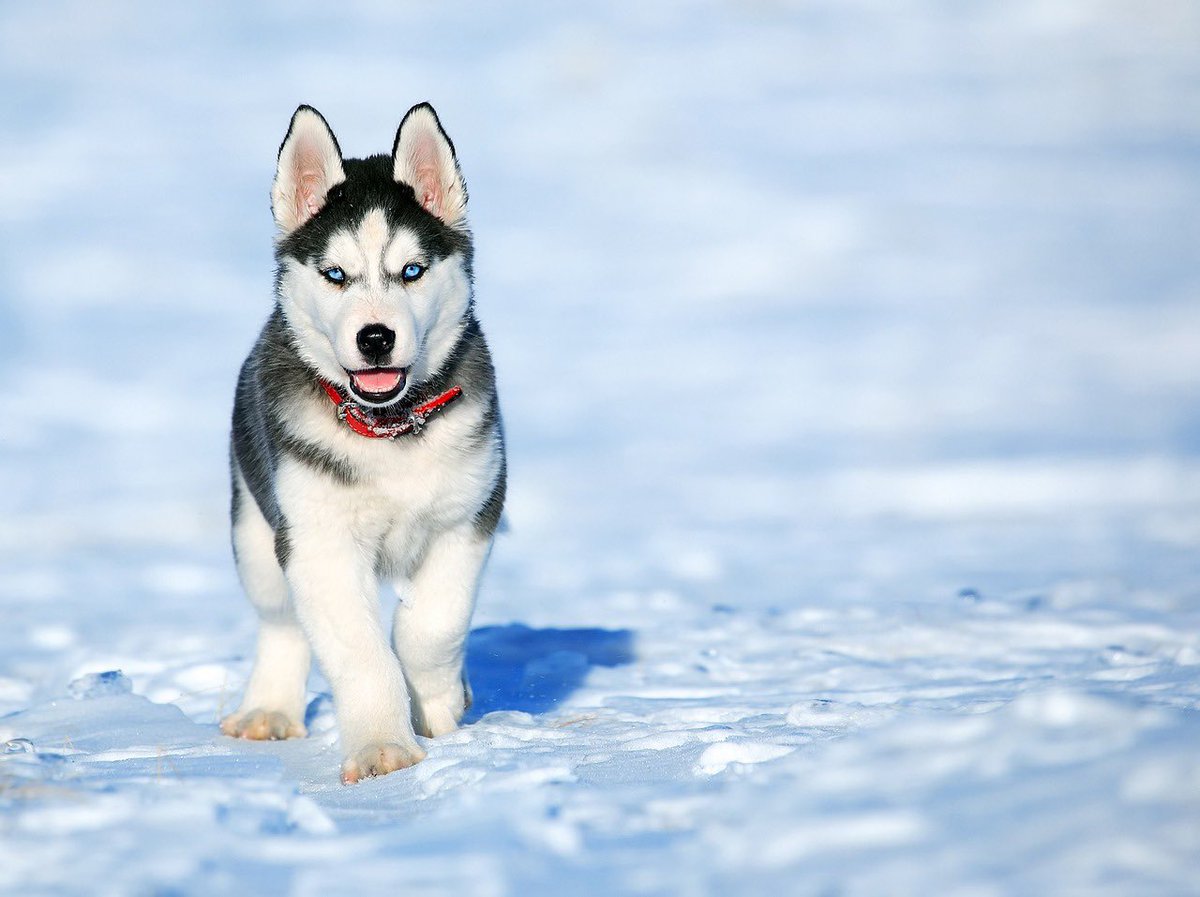 shabubu27's tweet photo. My wish for birthday is having a puppy siberian husky. @ooz_official #OOZ #OOZBirthdayGift https://t.co/Ir49buehHS