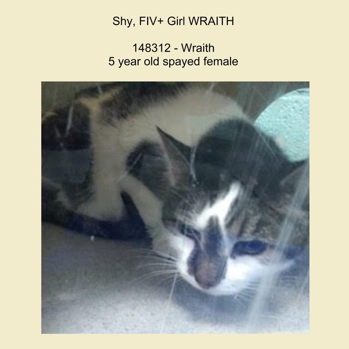 DubJH1009's tweet photo. https://t.co/nJhIupNksF #HelpHerPlease #HelpNow #Urgent #Mayday #nyc #cats https://t.co/R2hunTFgv4