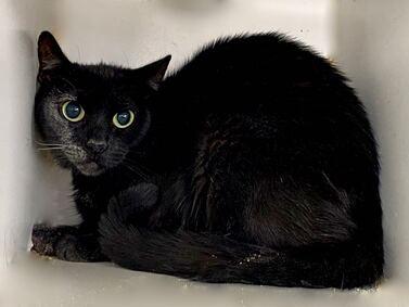 NYCDEATHROWCATS's tweet photo. HELP MARIGOLD FIND HER SAVIOUR. Owner surrender - brought in 3 cats in 3 separate carriers. I'm sensitive and shy. I'll need extra help from you.
I would appreciate slow introductions to new people and places to help me feel safe.

https://t.co/DouEqJ91wT https://t.co/LsM1wrKqOr