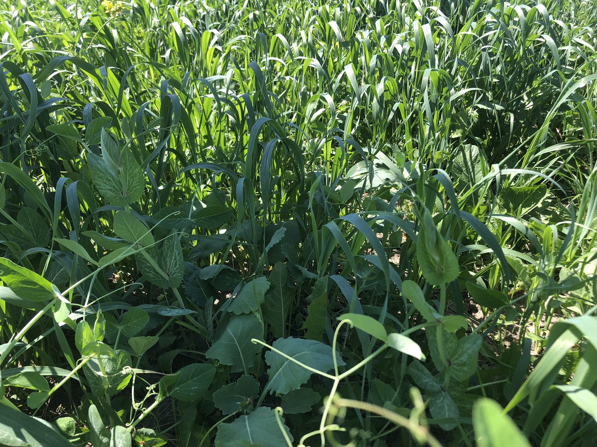 Special thanks to Nora and Jolene (Jackknife Creek Farms) for letting us tour their intercrop and their cover crop mix crops. Special thanks to Joel Williams for his insights on the practical sides of regenerative ag! @IntegratedSoils @Jolene_Noble @Nora_Paulovich @RDARAlberta