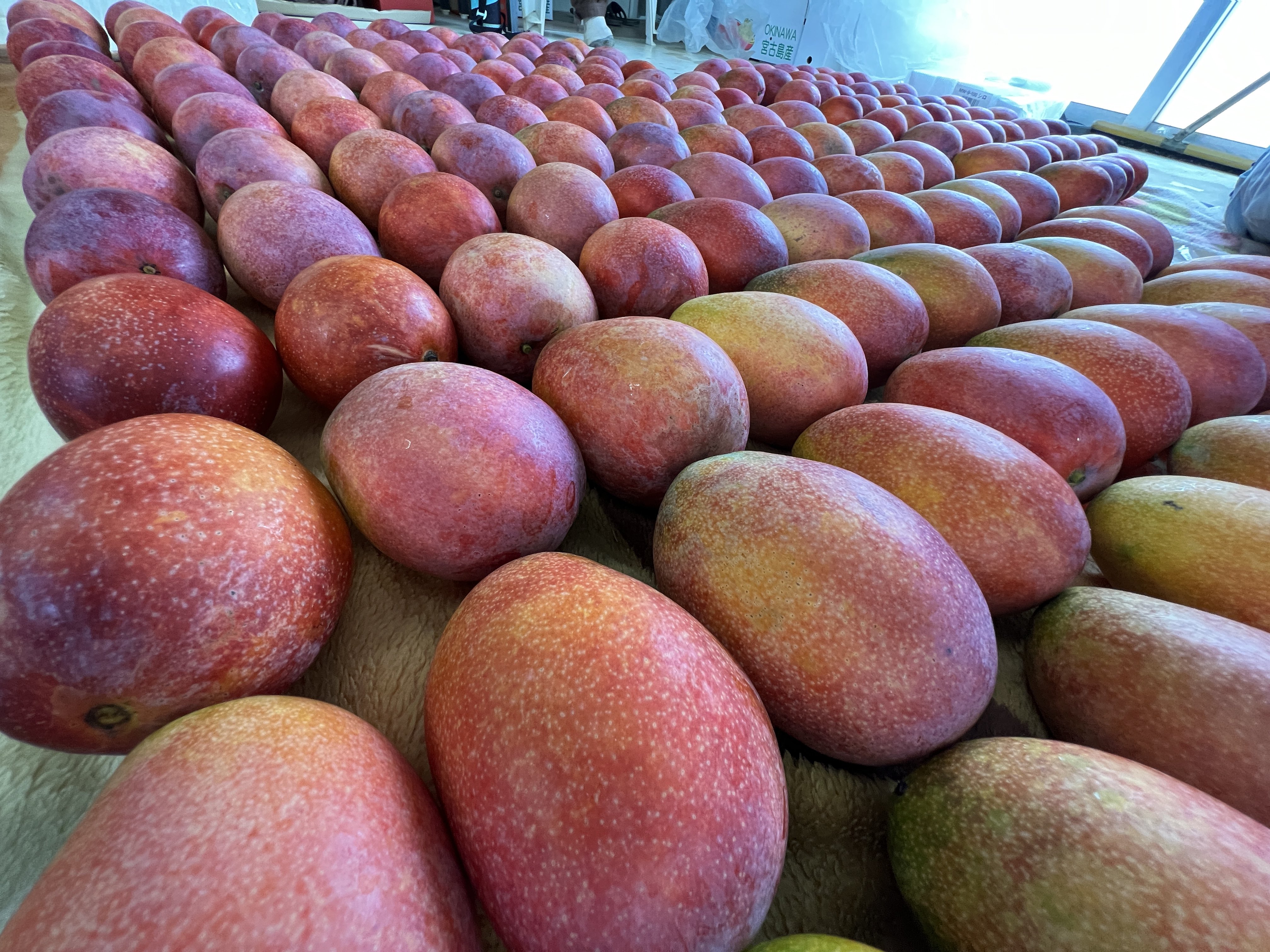 宮古島産 摘果マンゴー12kg mimi mango bskampala.com