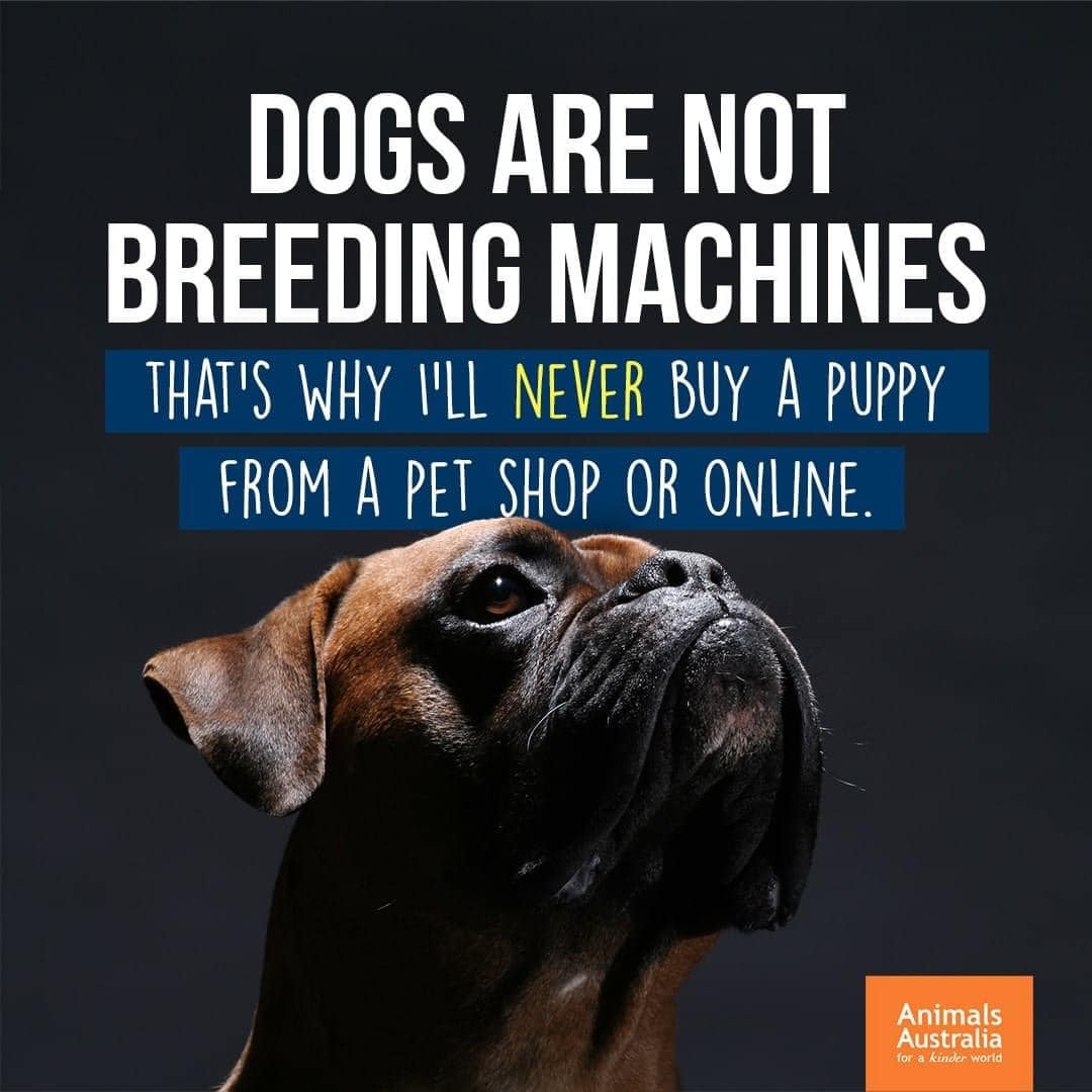 OzDogLover's tweet photo. 𝗝𝘂𝗹𝘆 𝟮𝟭 is #NoPetStorePuppiesDay when we try to raise public awareness of #puppymills and their connections to pet stores or online sites that sell #puppies, #kittens presenting a wholesome image to the public!
#ThinkAdoptionFirst #rescuedogsrock https://t.co/wtexCvs88I