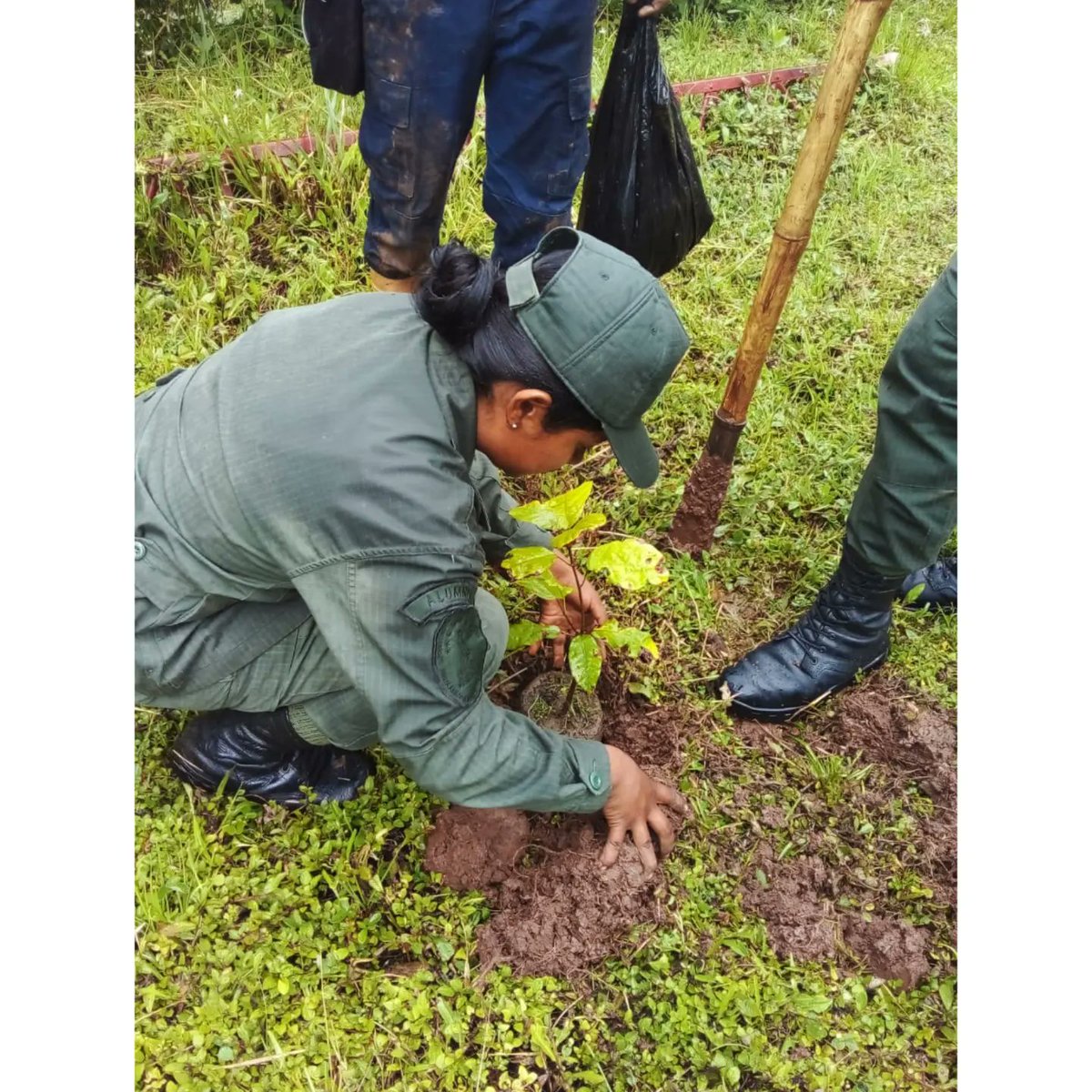 03_villarreal's tweet image. //En el marco del programa #Conservando la brigada Flamboyan I, efectuó recuperación de una Zona Boscosa contenida por 65 pinos, Adyacente al Peaje la Restauradora en Vega de Aza municipio Torbes.

@nicolasmaduro
@josuelorca
@WilmerVasquezM
@Fundamiarbolven