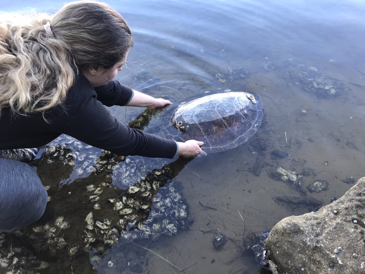 A sad end for a beautiful animal. We found this green (I think) turtle dead in Brisbane Water. No obvious injuries except for a missing front flipper that has healed over. @maquel_brandi