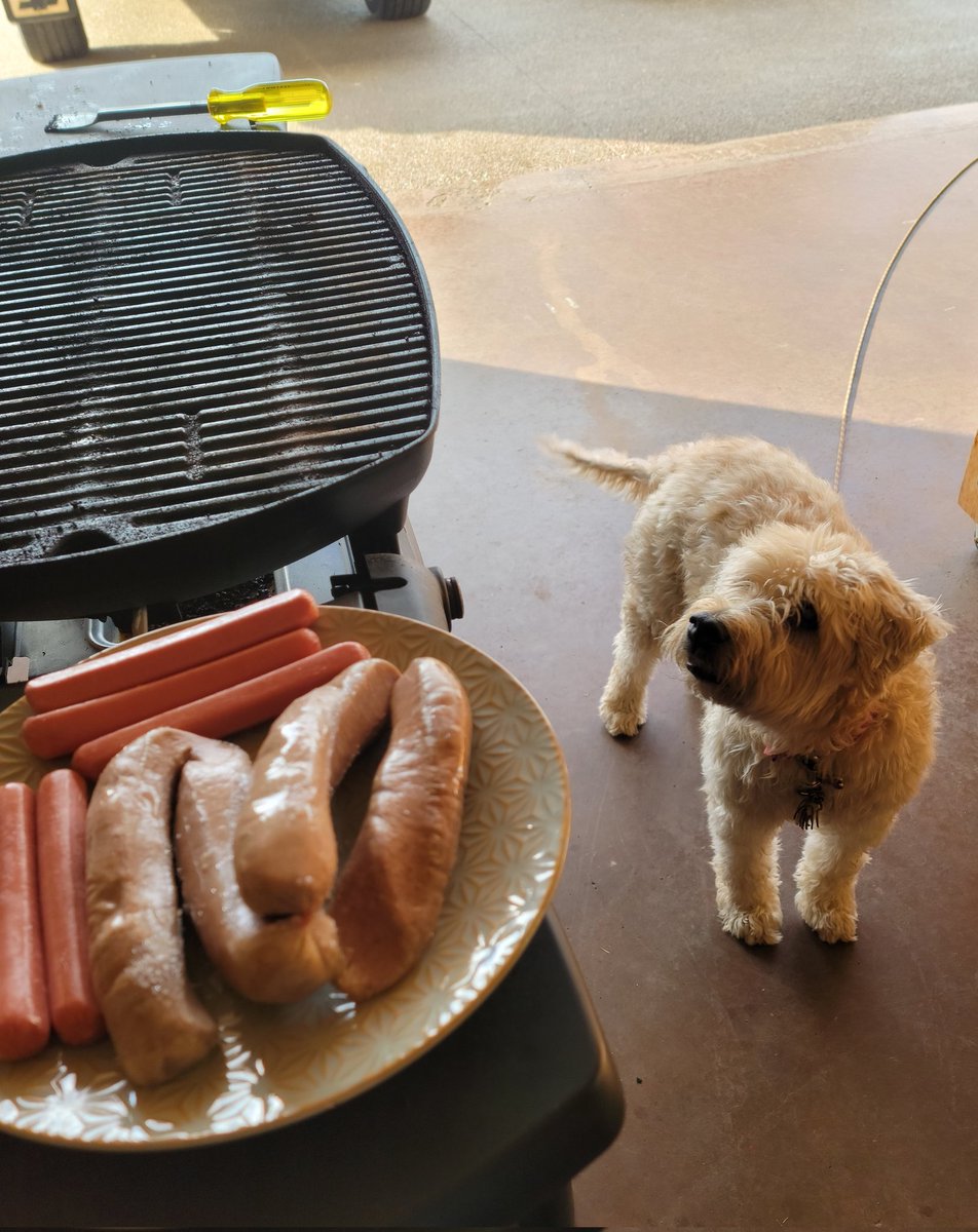 They have appeared! I'm drooling 🤤 #NationalHotDogDay