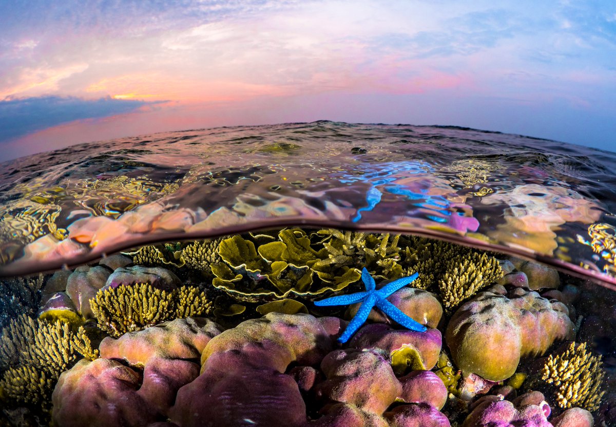 📣 New paid, remote job listing!
We're #hiring a Newsletter and Website Content Manager to begin on Aug. 1. The position is paid and fully remote. Our team is collaborative and eager to meet you! #Newsletter #SciComm #OceanAdvocate #MarineConservation #BlueFinance
👇Details below