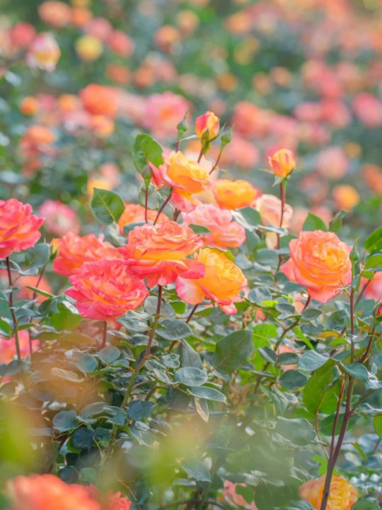 emartus_inc's tweet image. "There are two kinds of perfect: The one you can never achieve, and the other, by just being yourself."
____________________
#EMARTUS #RoseWednesday #photography #rose #flowerphotography #Flowers #nature #garden #photooftheday #rose #roses #roseflower #naturephotography #pinkrose