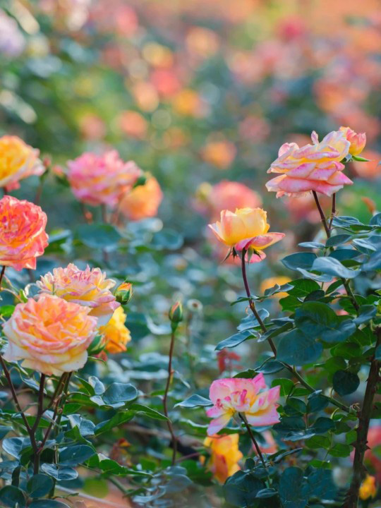 emartus_inc's tweet image. "There are two kinds of perfect: The one you can never achieve, and the other, by just being yourself."
____________________
#EMARTUS #RoseWednesday #photography #rose #flowerphotography #Flowers #nature #garden #photooftheday #rose #roses #roseflower #naturephotography #pinkrose