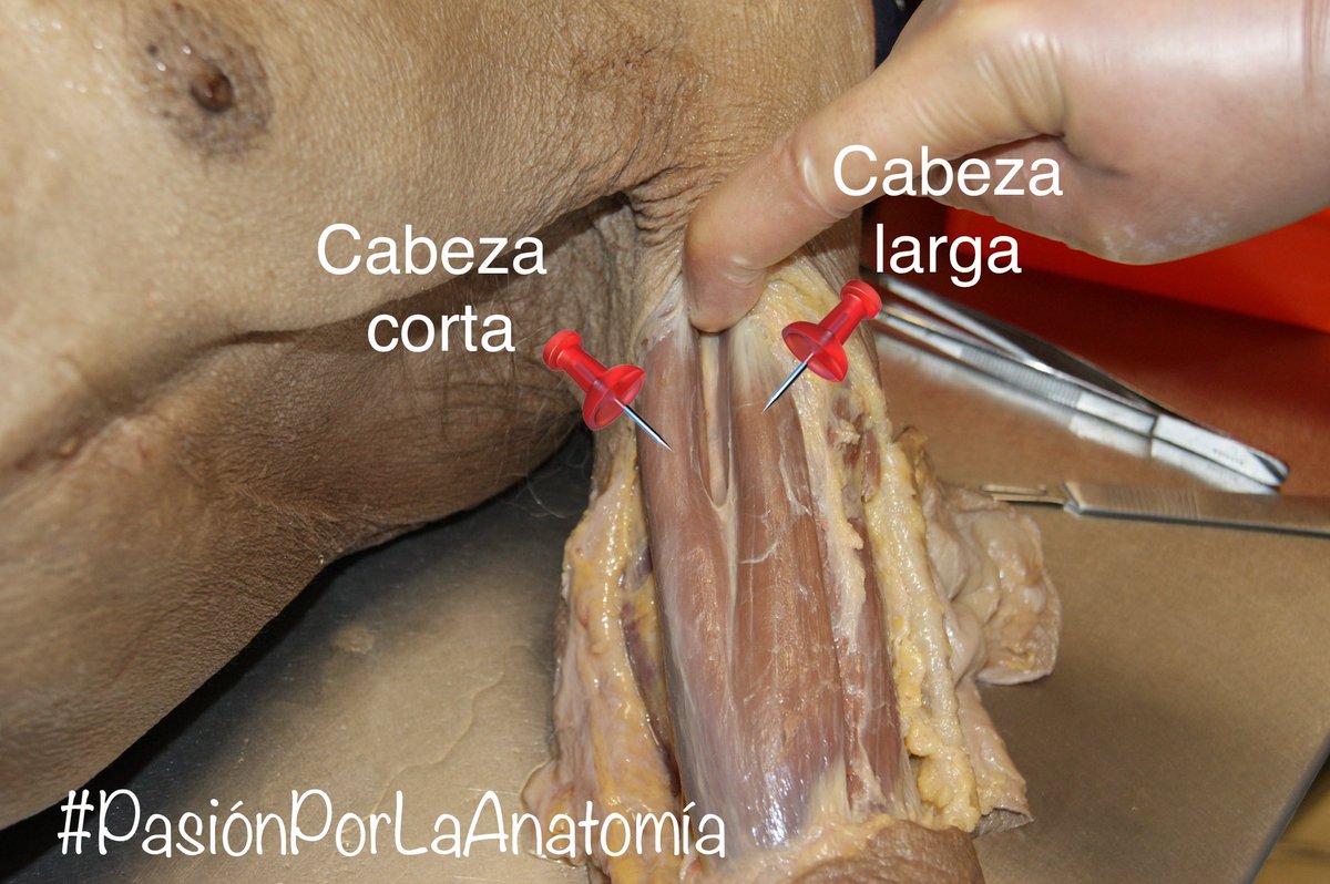 Pasión por la Anatomía tweet media