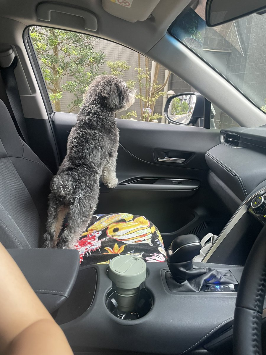 pippotokyo's tweet photo. ゴーゴー🚗 #drivedog https://t.co/7MLSHrIbx9