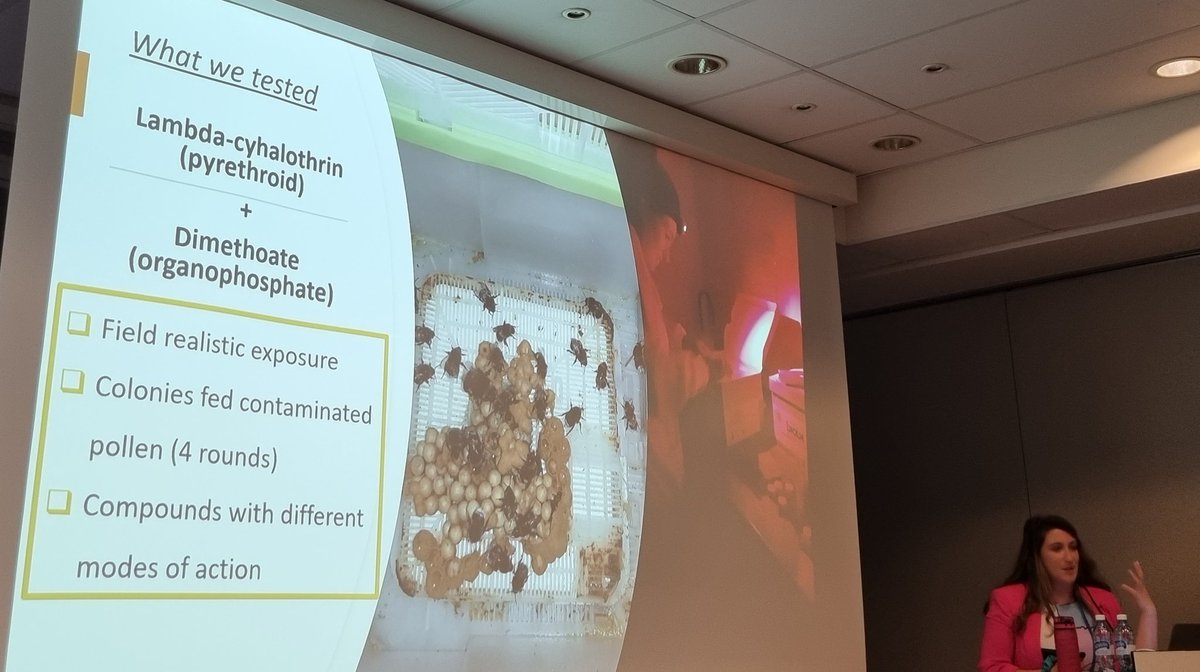 ZooKeys_Journal's tweet image. LIVE from #ICE2022: @aoreilly28 and her team at the @SUSPOLL_ire project conducted a test on effect of two commonly used insecticides on commercial #bumblebee colonies. What would be the short- and long-term consequences on foraging behaviour & #pollination services. #Hymenoptera