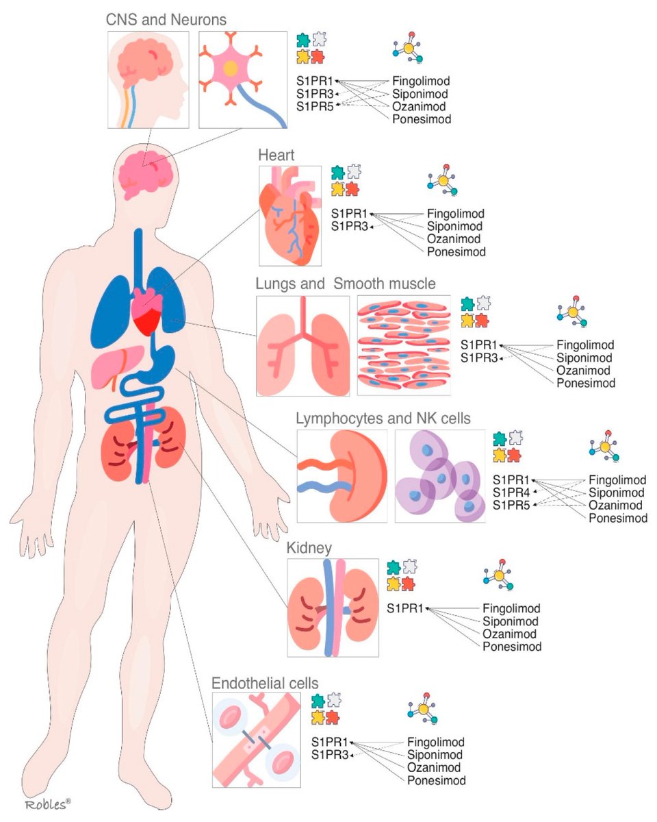 Encyclopedia_X's tweet photo. 📰Latest updated entry on #Encyclopedia "#Sphingosine-1-Phosphate and Its Signaling Pathway Modulators" by @garinho29, @reneroblesce, Marc Puig Casadevall and @llramio
🔗Access link: https://t.co/zhZdLBYcpf
#Neurosciences #S1P #S1PR https://t.co/lH0cWys8eg