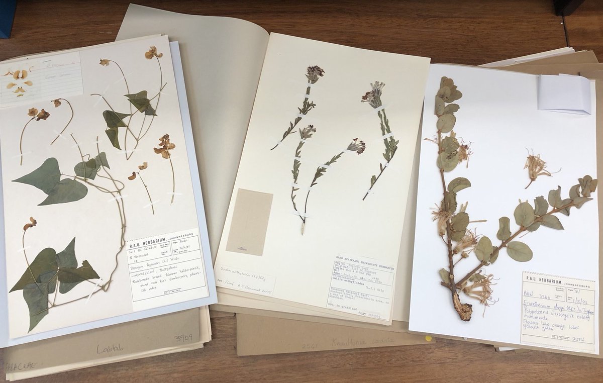 MarieToorians's tweet photo. These beautiful specimens ⁦@acdblab⁩ almost make me wanna be a botanist! https://t.co/4ozFYs3yMs