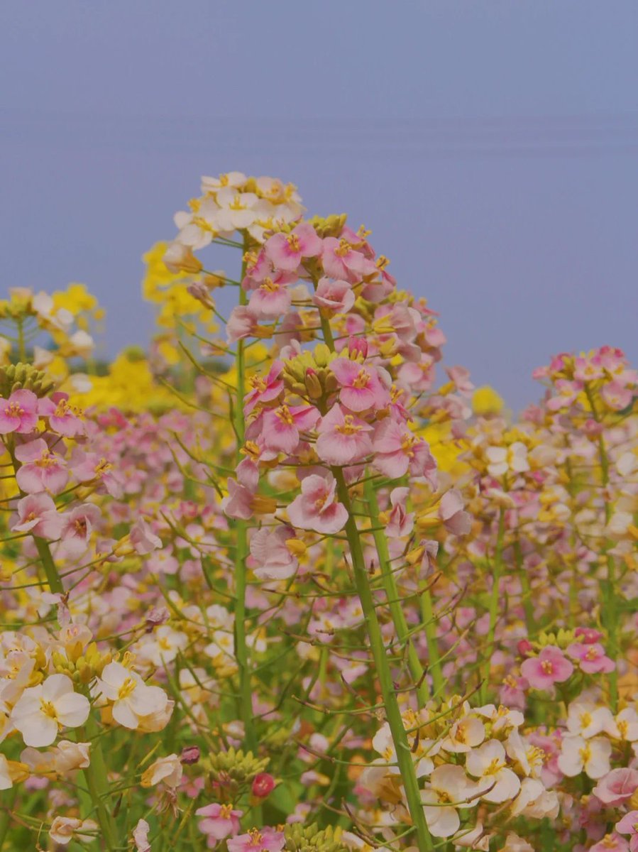 emartus_inc's tweet image. FLOWER SHARE
____________________
#EMARTUS #stormclouds #threateningskies #rapefield #rapeflower #rapeinbloom #naturephotography #canolaflower #Rapeflower #flowerphotography
#ThePhotoHour #sonyphotography