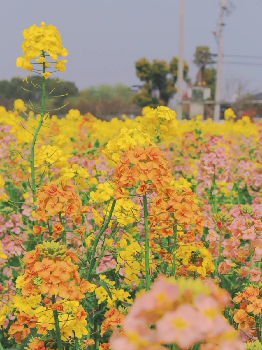 emartus_inc's tweet image. FLOWER SHARE
____________________
#EMARTUS #stormclouds #threateningskies #rapefield #rapeflower #rapeinbloom #naturephotography #canolaflower #Rapeflower #flowerphotography
#ThePhotoHour #sonyphotography