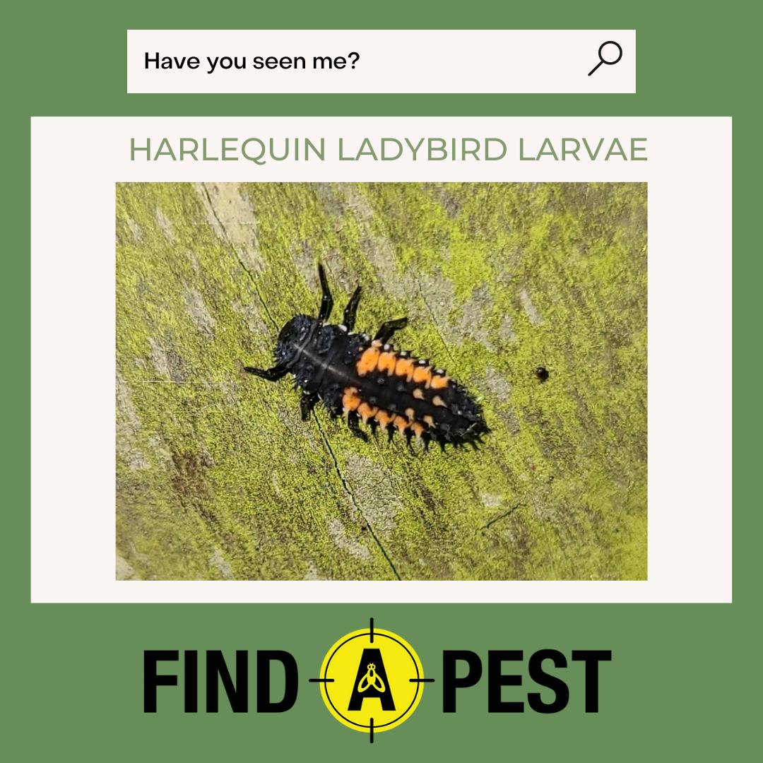 FindNz's tweet photo. Did you know that harlequin ladybirds are a pest to wine growers and if present in the harvested grapes they release chemicals that alter the taste of the juice and wine? #findapest https://t.co/8X6xQh0cBI