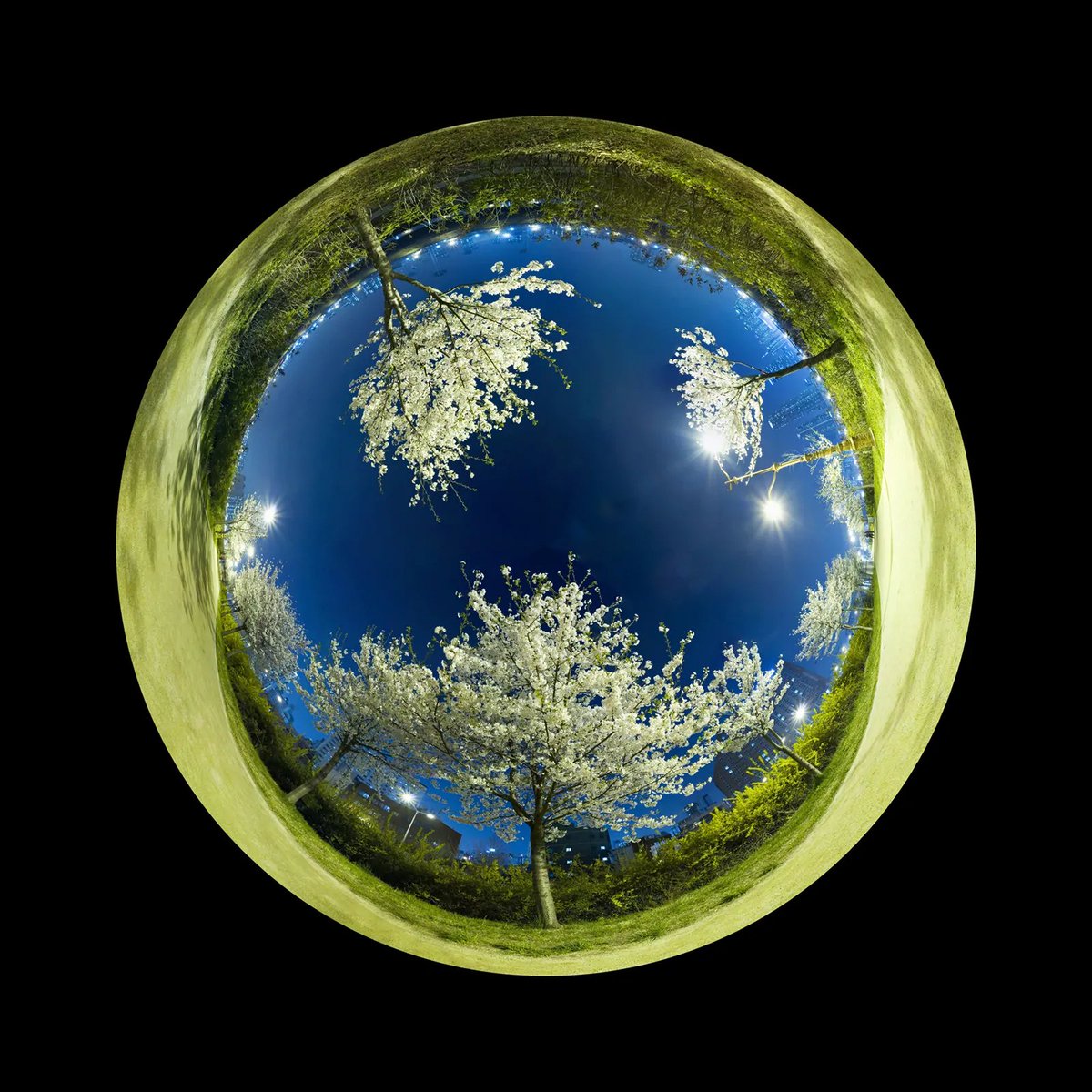 Join us when Photo Independent Virtual Fair hosts an artists' reception this Saturday, July 23 at 5 p.m. PST. Featured image here: Doyang Zu Presented by MUG Publishing: Lotus III. Fair runs through July 31. See more &amp; RSVP for the reception at: virtual.photoindependent.com