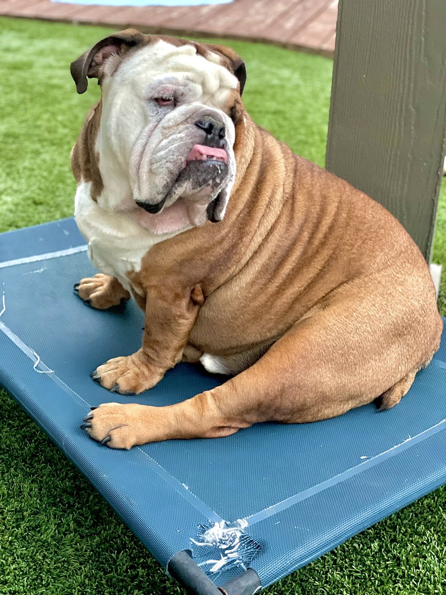 AKCHercules's tweet photo. Have a great weekend early! โค๏ธ๐โ๏ธ#dog #bulldog #photo #photooftheday #weekend #weekendvibes #thursdayvibes #TexasIsHot #Texas https://t.co/GhflDqWHwI