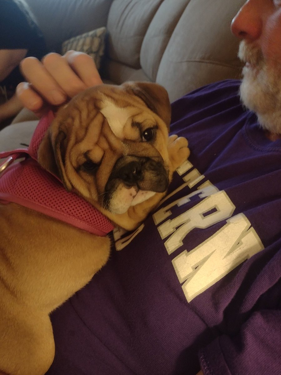 DonckAdele's tweet photo. @robbins_narda @DaynaECopeland My new grandpuppy Lottie sends hugs and tailwags to you! https://t.co/aZ1p46Urhl