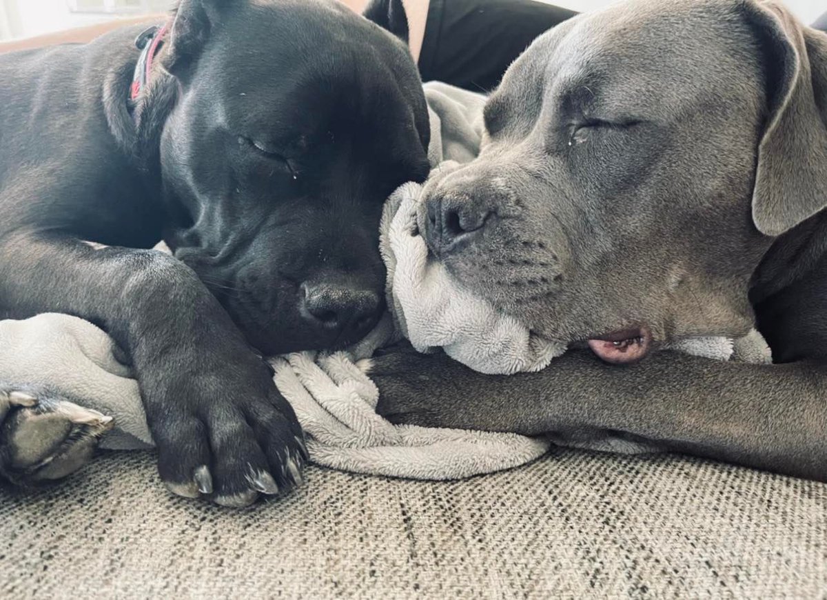 THE BULLY KONNECT LLC (@ohiotbk) on Twitter photo 