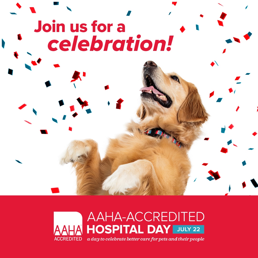 grandavevet's tweet photo. THIS FRIDAY stop by to celebrate Grand Avenue Veterinary Center's continued accreditation through the American Animal Hospital Association (AAHA), an accomplishment only by the top 10% of veterinary clinics in the country! 🎉
#AAHADAY https://t.co/noViGXBdgh