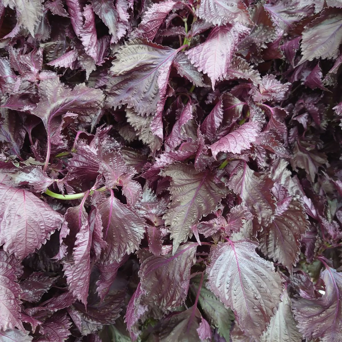 latinatropicana's tweet photo. 🇪🇸 ¿Conoces Shiso(#perillas rojas)? Una de las hierbas típicas de #Kioto.
Para cocinar, sazonar, colorear pickles, y la bebidas.
La manera de usar es en variante.
典型的な #京都 のハーブの1つ #赤紫蘇
料理に、調味料に、お漬物の色付けに、飲み物に
活用方法は様々です🫖
(1
#tealover https://t.co/3tKa4uEQMU