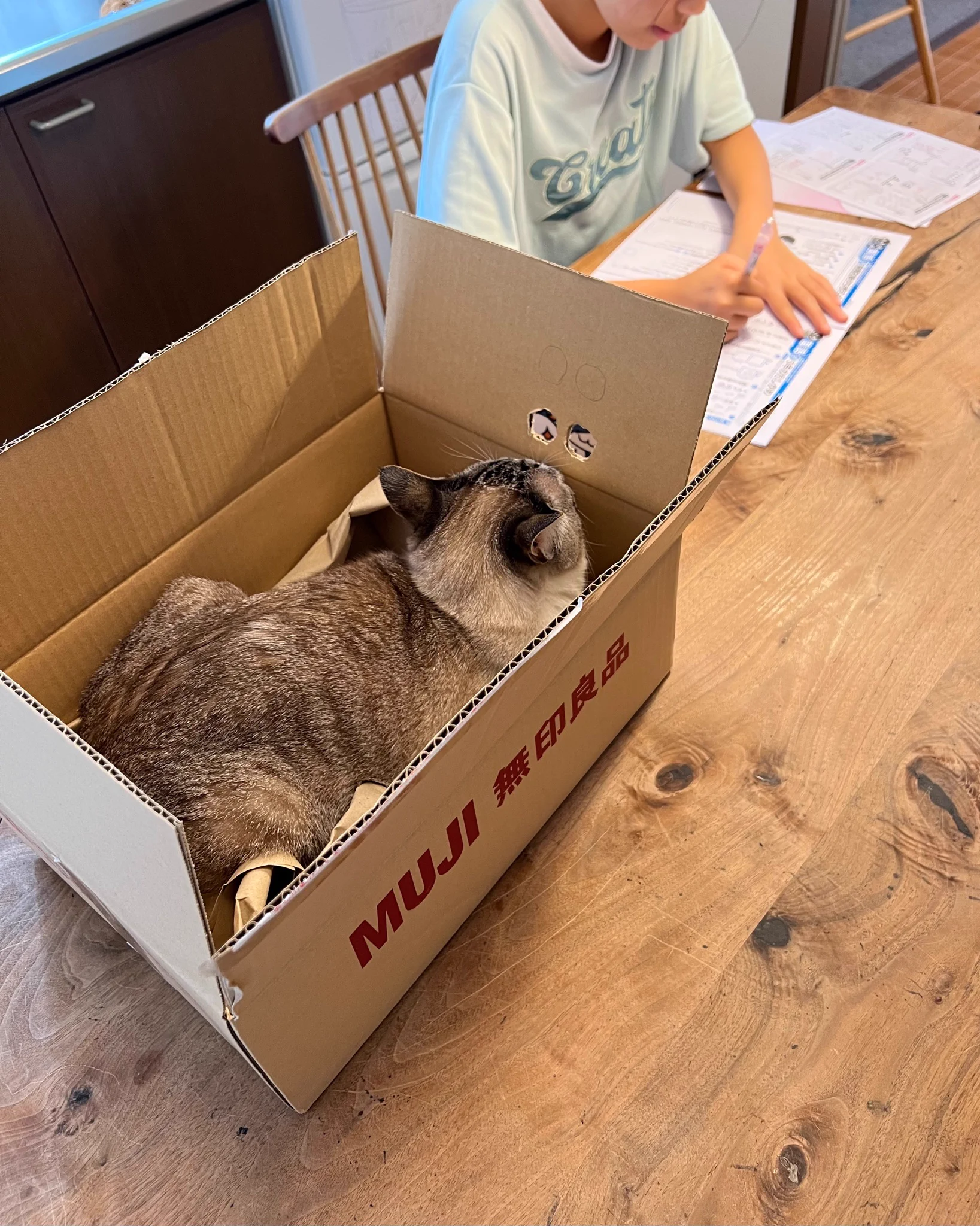 宿題するのを見守っている、いや、監視されている？！ネコちゃんの視線が気になって集中できませんｗ