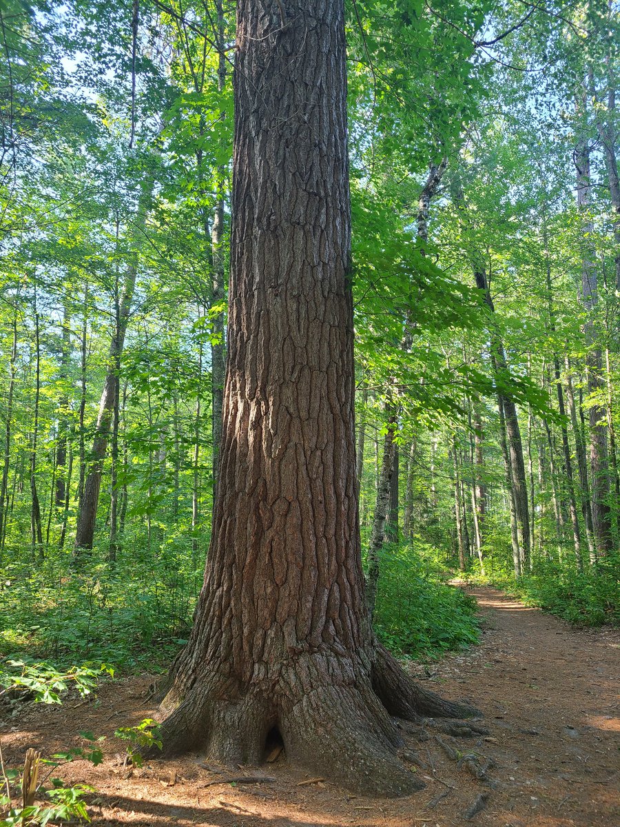 ADutke's tweet image. The 300-400 year old Pines in the Lost 40 are worth visiting! #OnlyInMinnesota