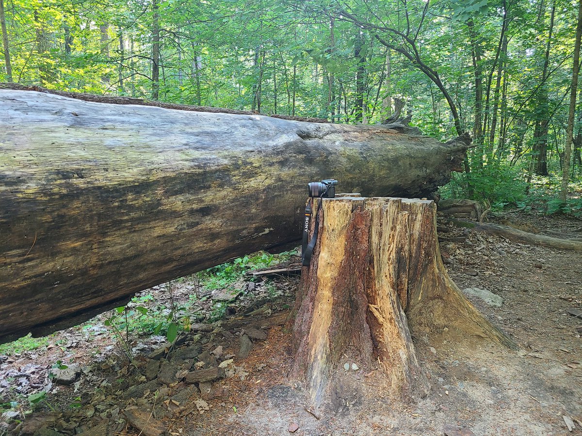 ADutke's tweet image. The 300-400 year old Pines in the Lost 40 are worth visiting! #OnlyInMinnesota