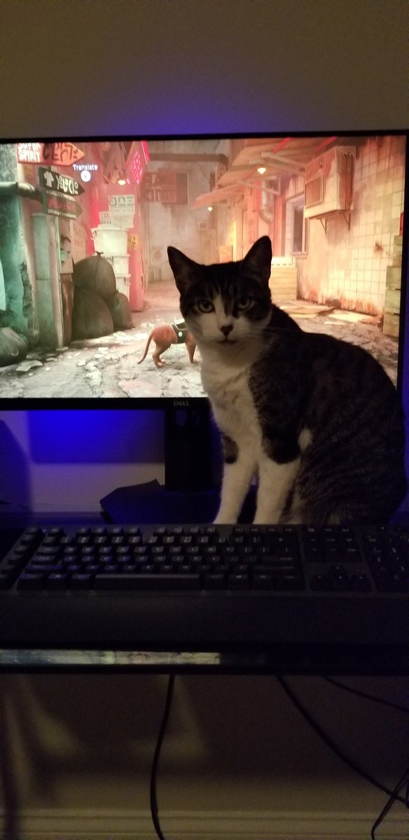 vrraiden's tweet image. 