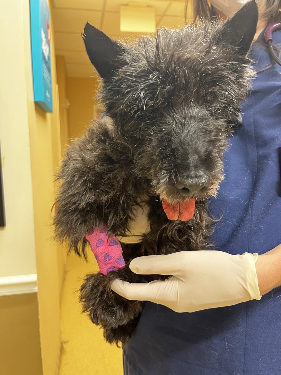 HWAHSeniorPets's tweet photo. #fosterfocus Skye! In the arms of the overnight vet that will be taking care of her. We are hoping she has a great night with fluids and pain meds as needed! We can’t wait to have her back home! Sweet dreams 😴🥰

House with a Heart
6409 Stream Valley Way
Gaithersburg, MD 20882 https://t.co/2Ap9YlePYo