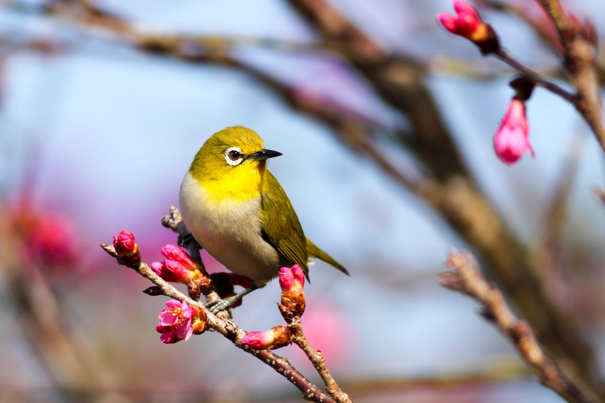 MsgfromIslam's tweet photo. Prophet #Muhammad (pbuh) “A #Muslim who plants a tree or sows a field, from which man, birds and animals can eat, is committing an act of charity.” What a marvellous and broad definition of charity we need deeply in the amidst of #environmental crisis.  #nature #Wednesday #Islam https://t.co/ekz45M7inn