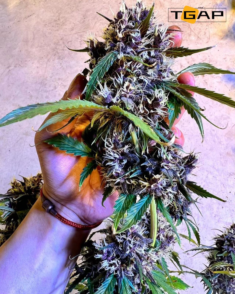 GalenYang4's tweet photo. WEEK SIX under HPS-REP850
See what a legacy grower from Canada could do with our brand new spectrum design
.
.
.
#tgaplighting #tgap #LightSpectra #LEDvsHPS #GrowLight #FirstHydro #Growsupplies #hydroponics #indoorgrow #commercialgrow #agriculture #californiagrown #growlighting https://t.co/oBCu5wFMG8