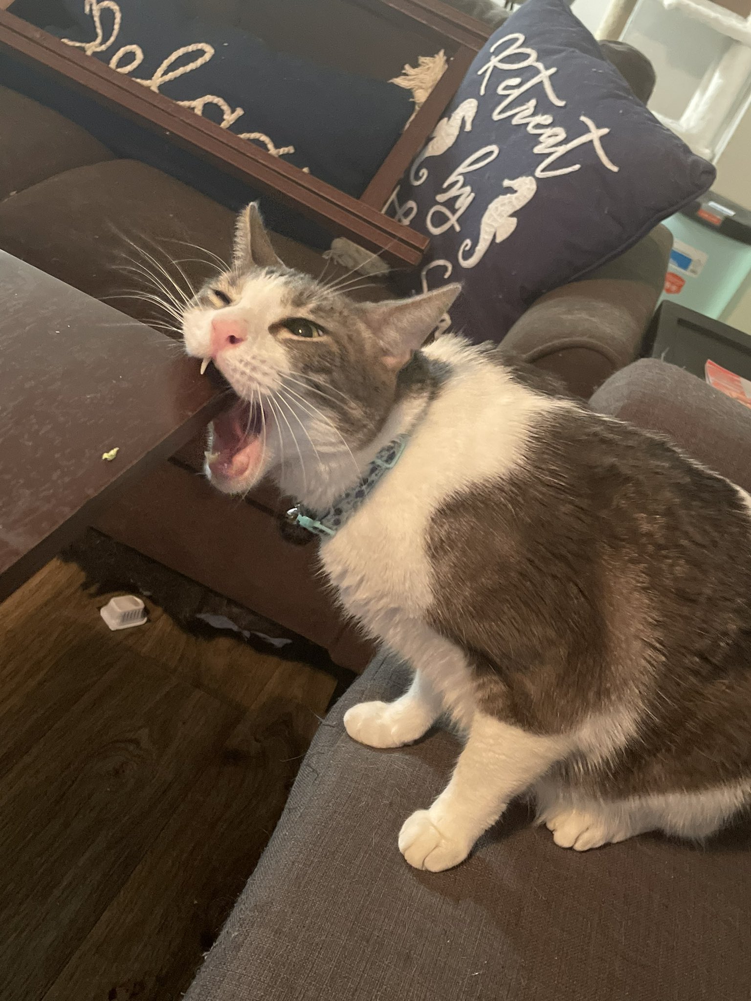 cats being weird little guys on Twitter: "MÖNCH https://t.co/y21yqQd28Y
