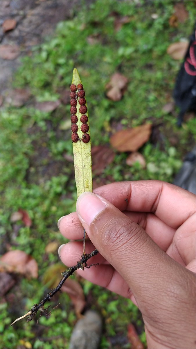 MissSciences's tweet photo. Con esta belleza¿Para que flores? #fernsofColombia https://t.co/YUZ2cpzMER
